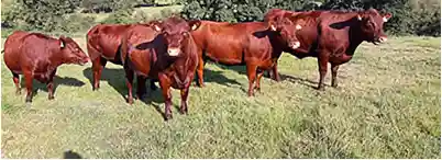 Five Red Heifer